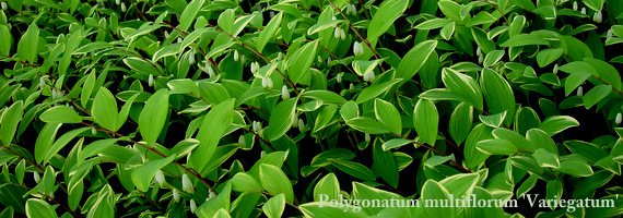 Polygonatum